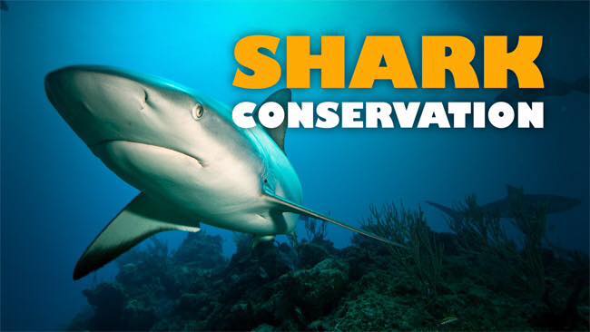 Shark Conservation